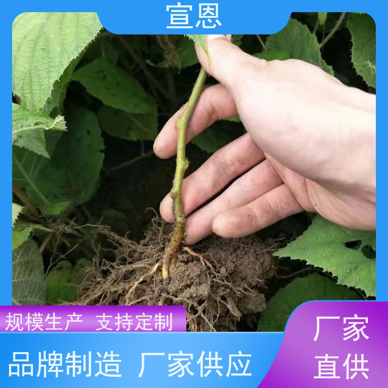 宣恩 猕猴桃实生苗0.3元一棵 贵长猕猴桃苗子 欢迎采购