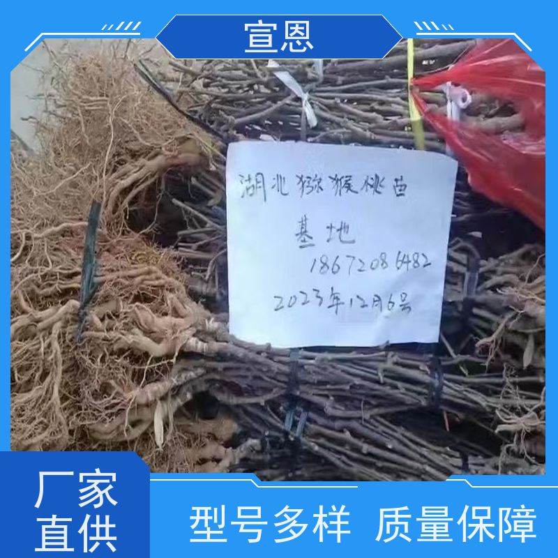 宣恩 猕猴桃实生苗0.3元一棵 哑特猕猴桃苗子 欢迎采购