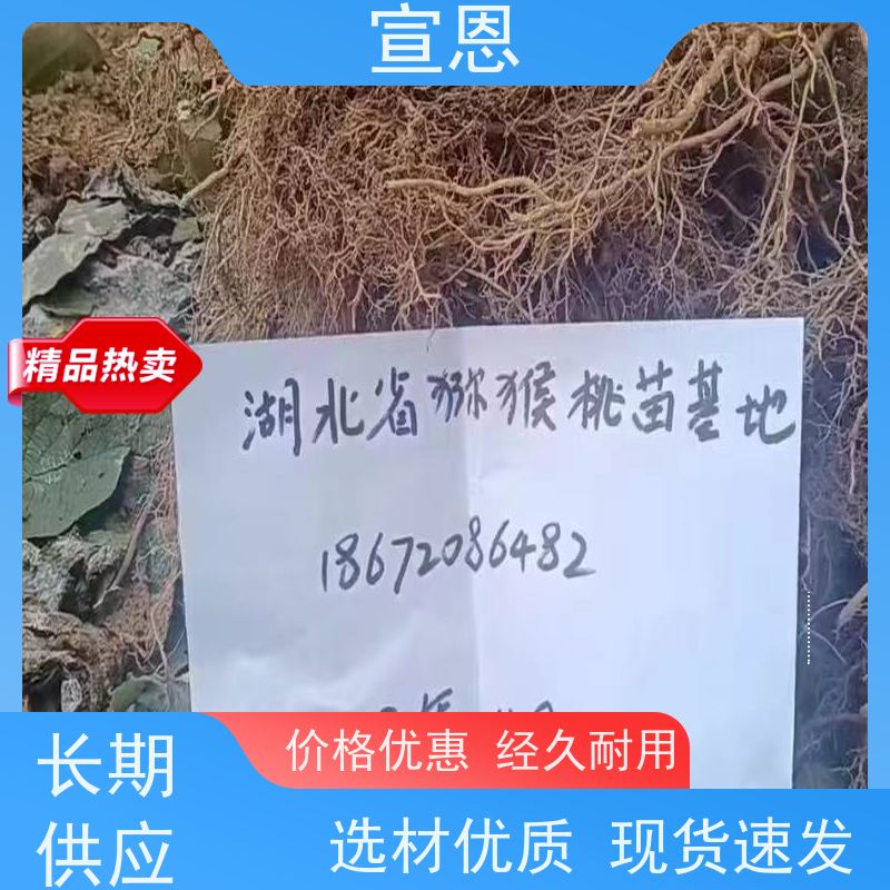 宣恩 猕猴桃实生苗0.3元一棵 海沃德猕猴桃苗 欢迎采购