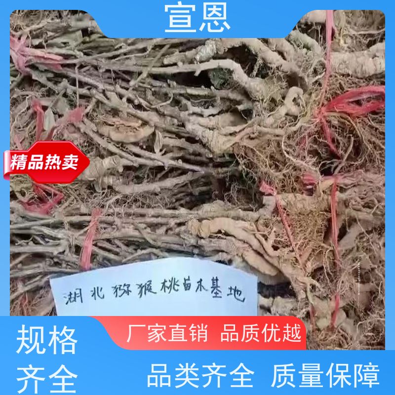 宣恩 猕猴桃实生苗0.3元 猕猴桃苗砧木 欢迎采购