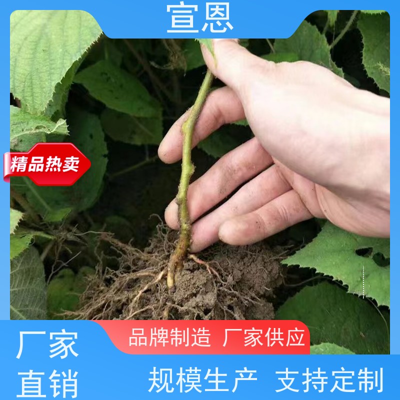 宣恩 猕猴桃树苗子1米高、 龙藏红猕猴桃苗 3元一棵 欢迎采购