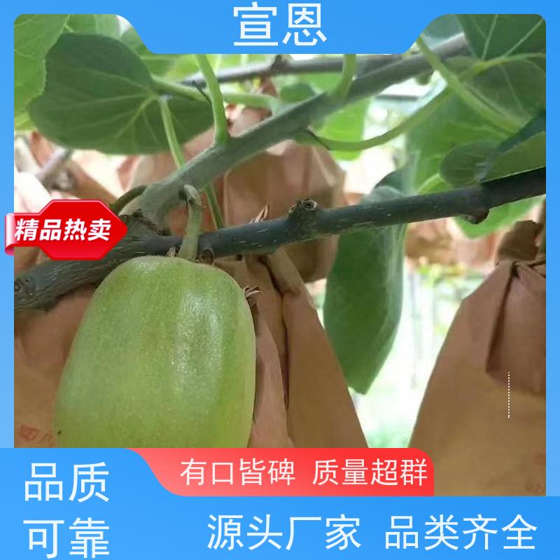 宣恩 猕猴桃实生苗0.3元 红肉猕猴桃苗 欢迎采购