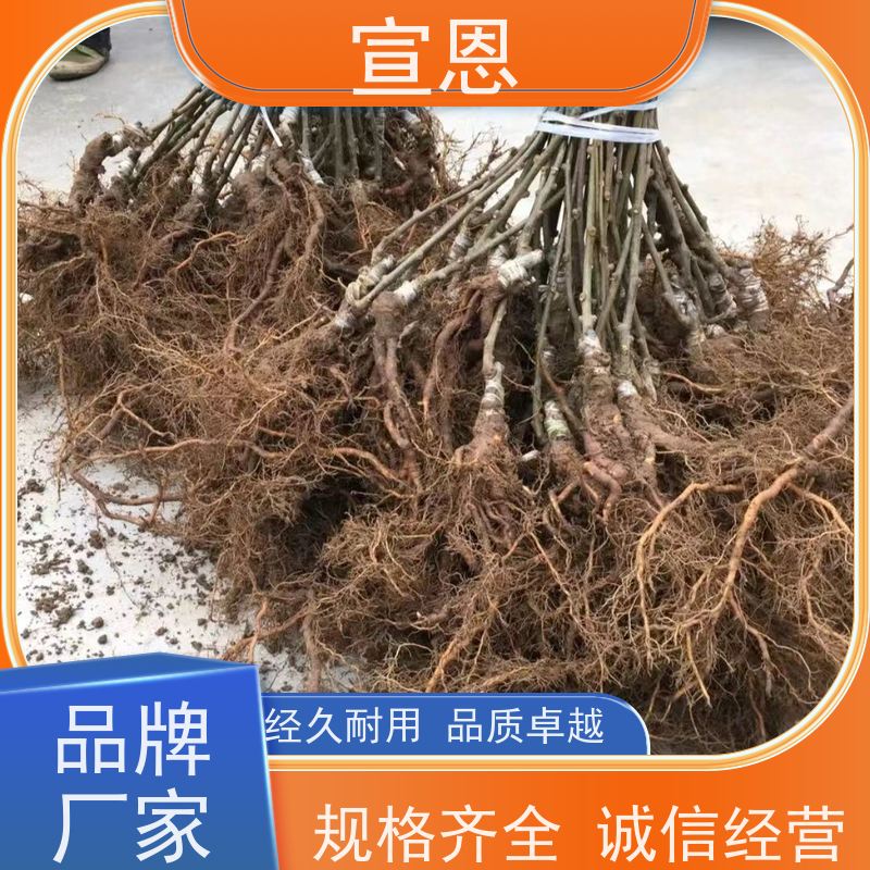 宣恩 猕猴桃实生苗0.3元 华优猕猴桃苗子 欢迎采购