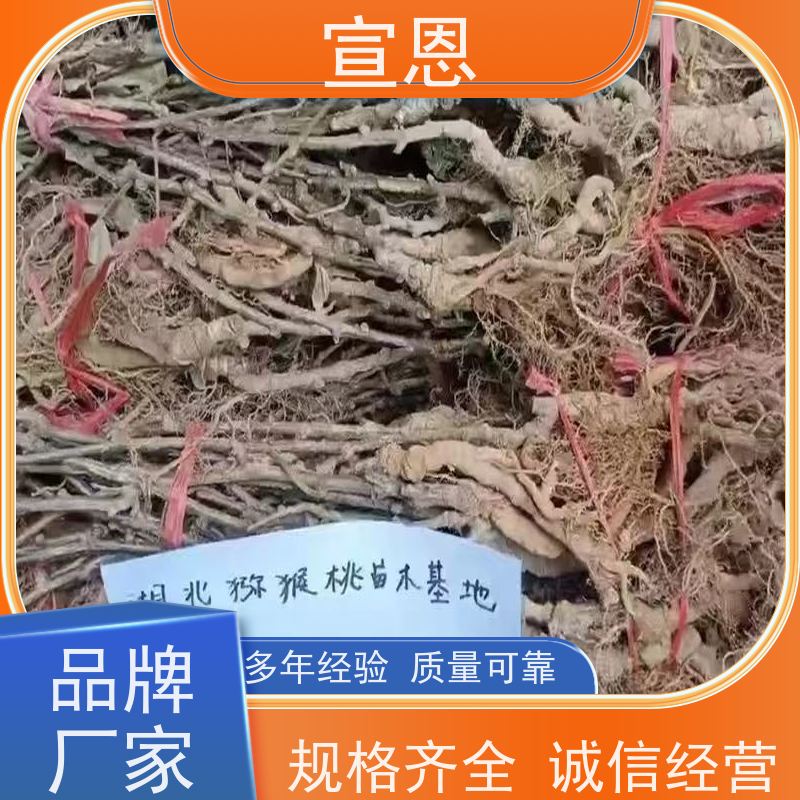 宣恩 猕猴桃实生苗0.3元 金红猕猴桃苗 欢迎采购