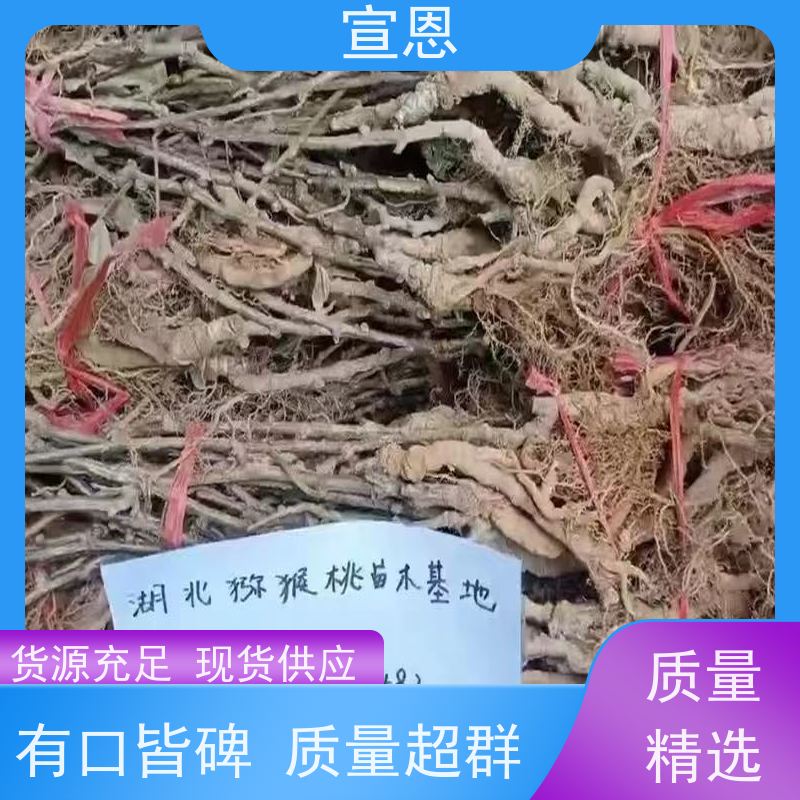 宣恩 猕猴桃树苗子1米高、 红肉红心猕猴桃苗 3元一棵 欢迎采购