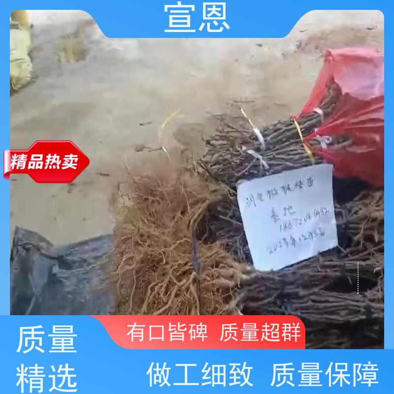 宣恩 猕猴桃实生苗0.3元一棵 好猕猴桃苗品种 欢迎采购