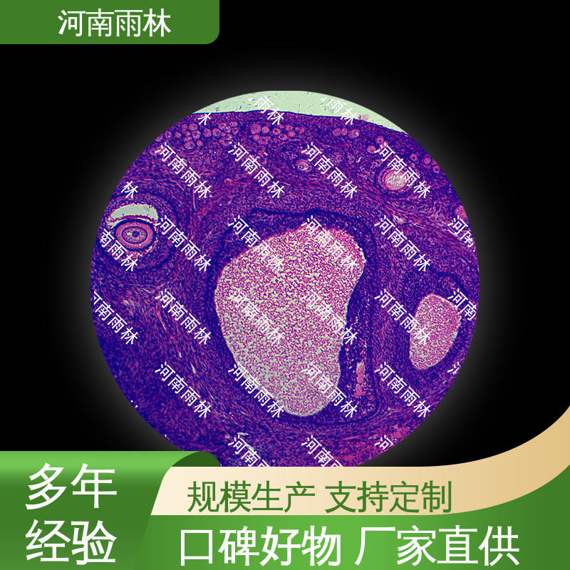 雨林教育 显微切片 质量保障 性价比高 厂家销售