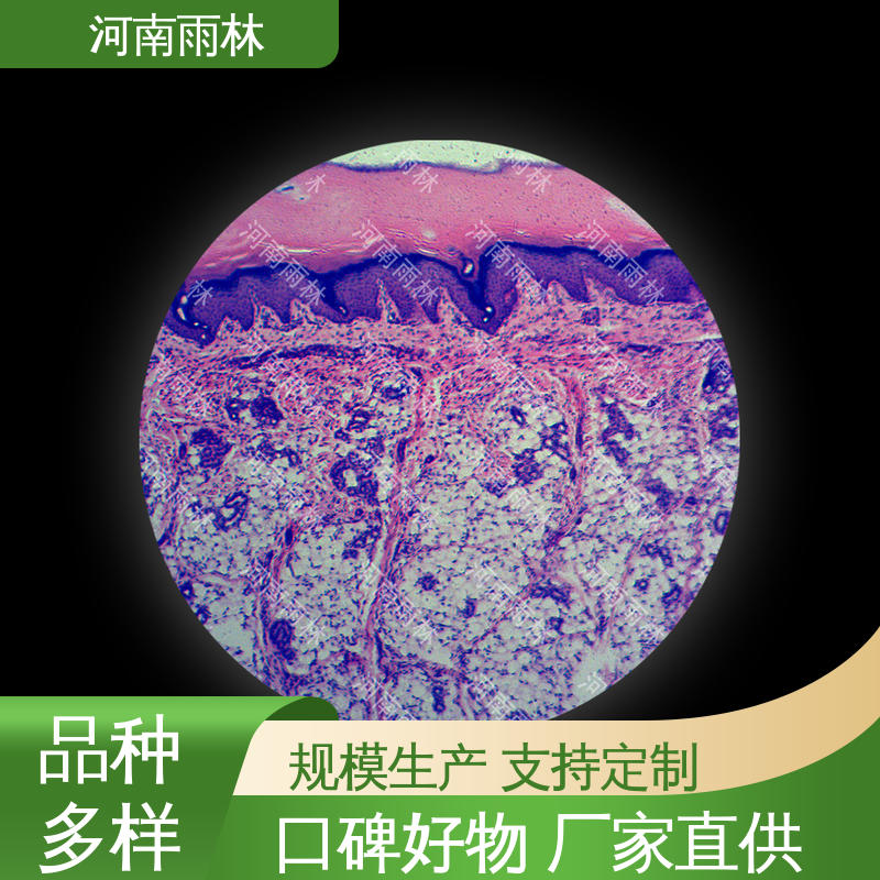支持定制 售后无忧 植物切片 质量保障 雨林教育工程
