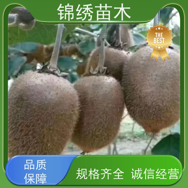 徐香翠香海沃德 绿心富硒猕猴桃 口感香甜清爽 富含维C钙质 老少皆宜