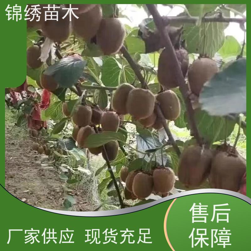 陕 西绿心徐香翠香 红心猕猴桃果园发货及时 风味浓甜可口 较耐贮藏