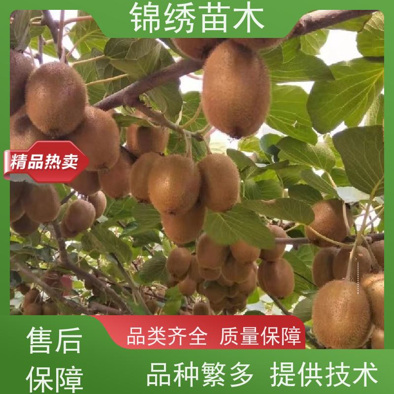 黄金奇异果批发翠香 时令新鲜水果绿心黄心红心猕猴桃 产地现在先发