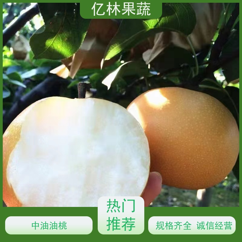 亿林苗木 晚熟桃树苗 现挖现发 口感香甜 基地直发