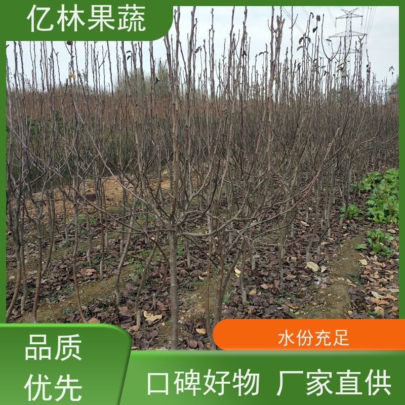 亿林苗木 黄桃苗 现挖现发 口感香甜 根系饱满成活率高
