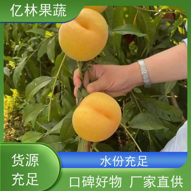 亿林苗木 油桃苗 三公分现挖现发 品种齐全 根系饱满成活率高