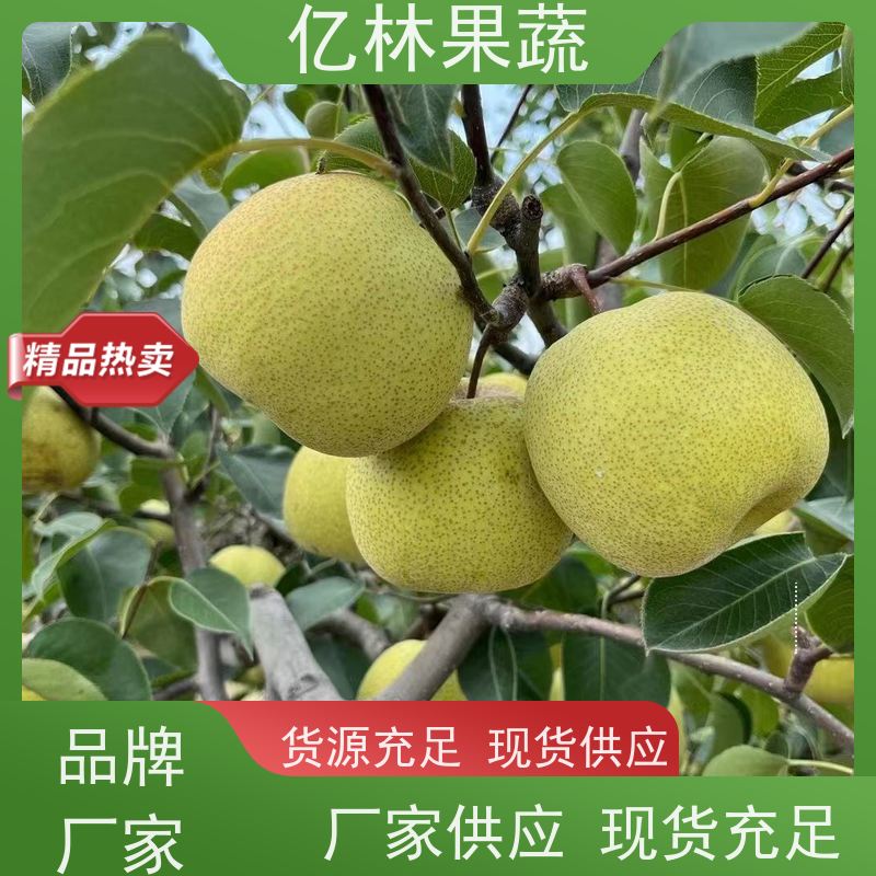 基地培育 黄桃苗 园林绿化果树苗 抗寒能力强 成活率高