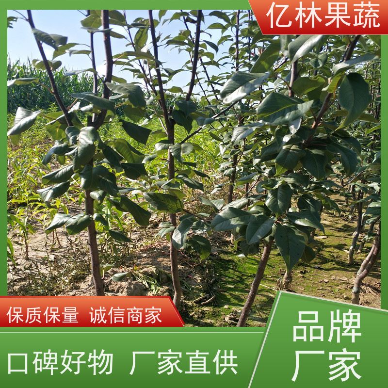 亿林苗木 七月酥梨树苗 成活率高 三公分现挖现发 品种齐全