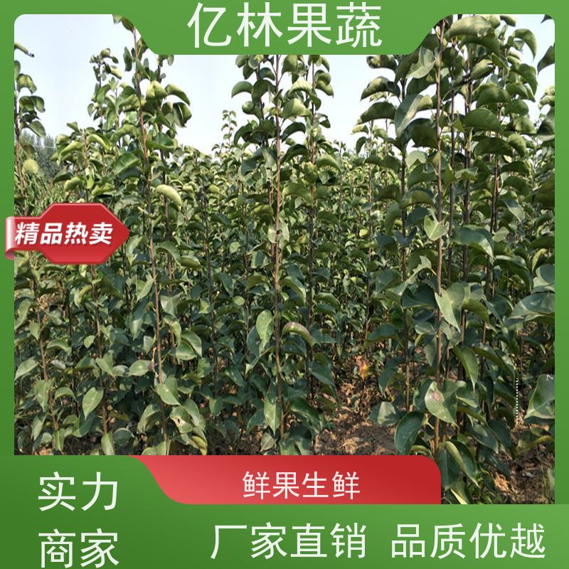 基地供应 秋彤桃 新品种挑苗 香甜可口 果实饱满味道好