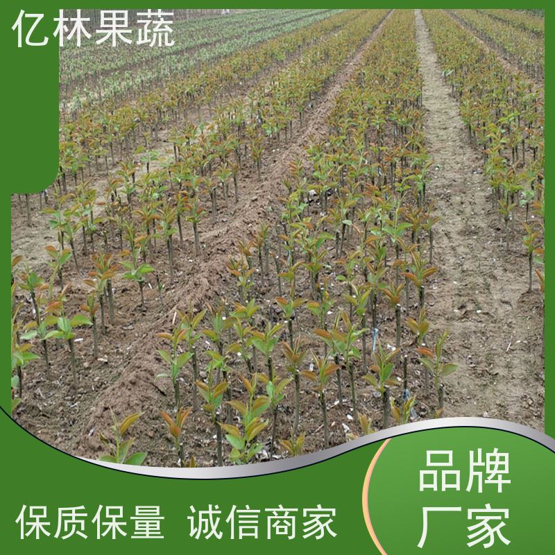基地供应 冬桃苗 三公分现挖现发 品种齐全 易栽培桃树苗