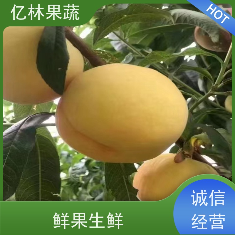 亿林苗木 根系饱满成活率高 新农酥梨 现挖现发 红巴梨树苗