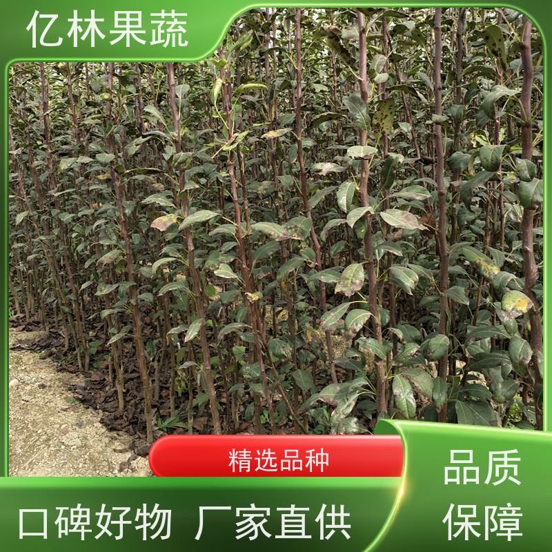 基地供应 冬桃苗 桃树果苗批发 自家园林 根系饱满成活率高