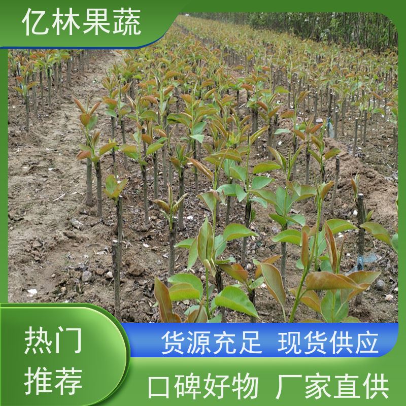 亿林苗木 园林嫁接桃苗 新品种挑苗 香甜可口 易栽培桃树苗