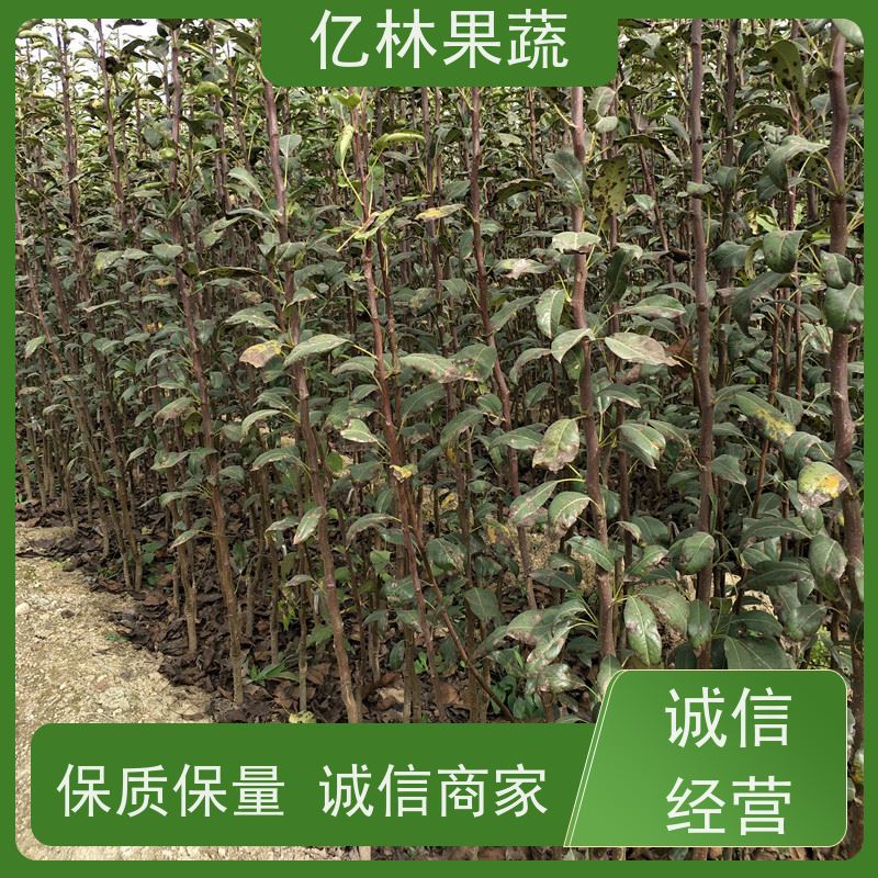 基地供应 根系饱满成活率高 晚熟品种梨 口感脆甜 早酥红梨苗