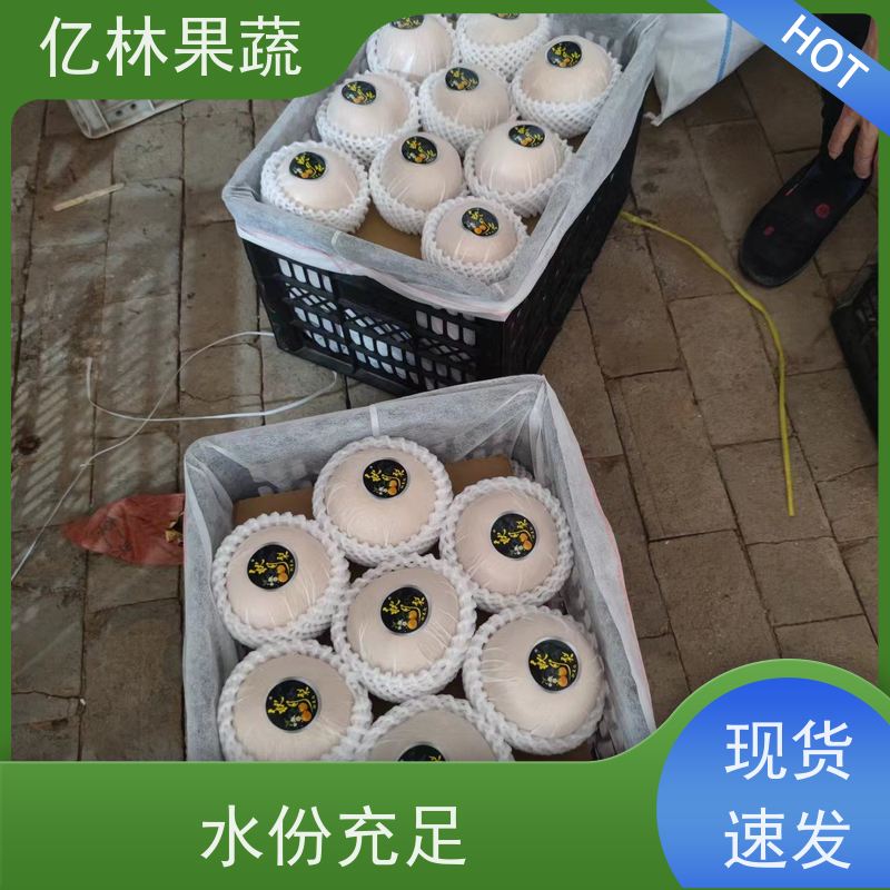 基地培育 丰水梨树苗 成活率高 新农酥梨 现挖现发