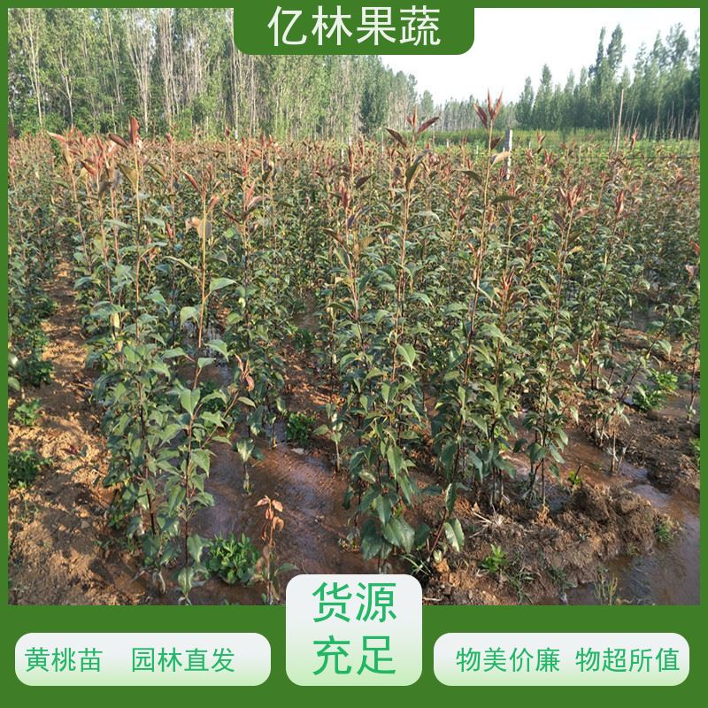 亿林苗木 冬桃苗 三公分现挖现发 品种齐全 易栽培桃树苗