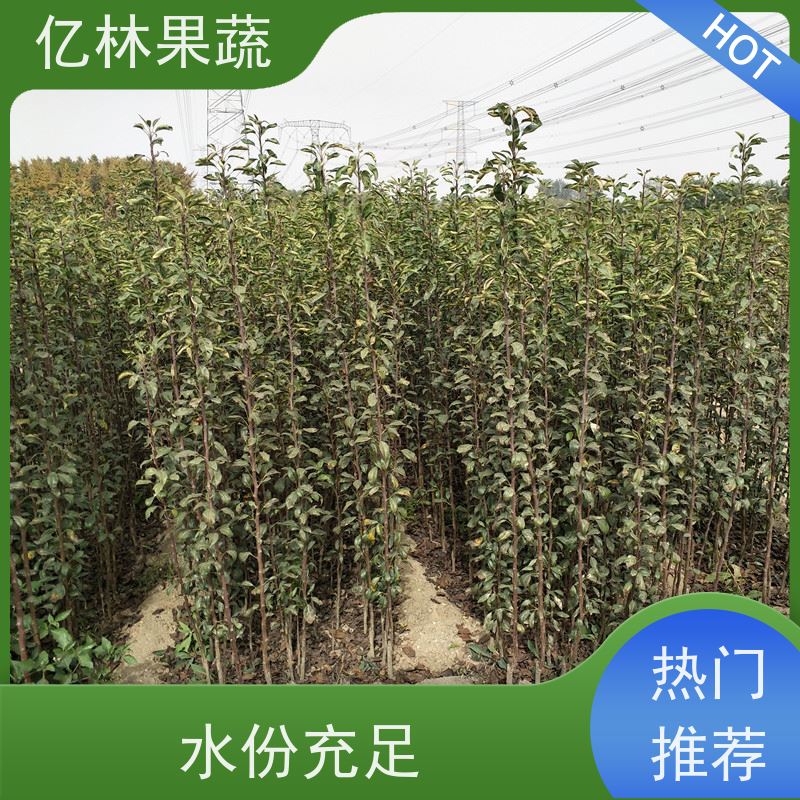 亿林苗木 园林嫁接桃苗 现挖现发 口感香甜 根系饱满成活率高
