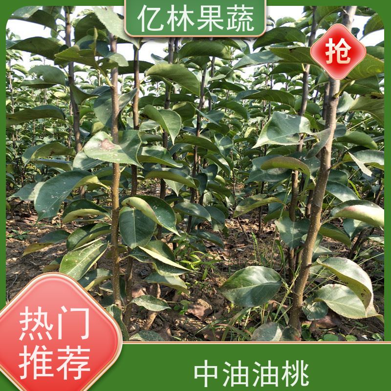 亿林苗木 红早酥梨树苗 根系饱满成活率高 新品种梨苗 香甜可口