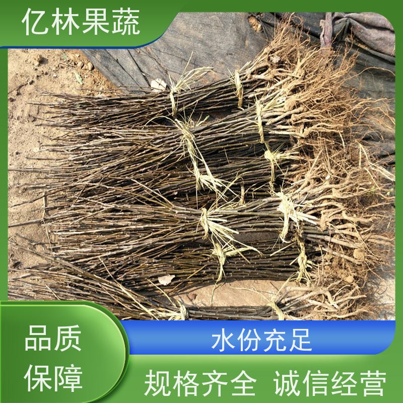 亿林苗木 秋彤桃 园林绿化果树苗 抗寒能力强 基地直发