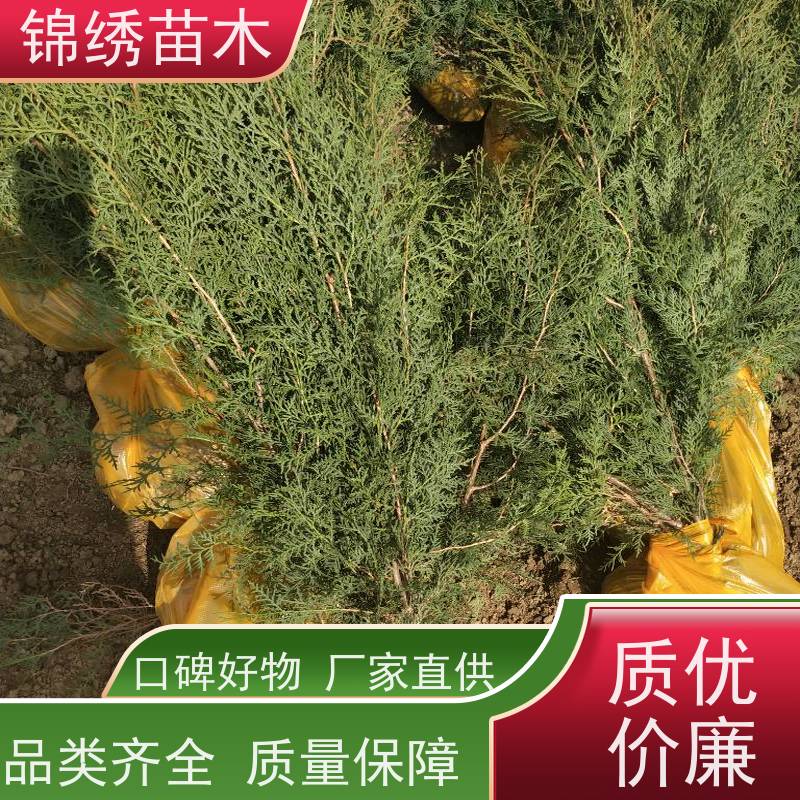 侧柏苗 四季常青侧柏树苗 耐贫瘠 抗旱好管理 绿色系半球形 基地直发
