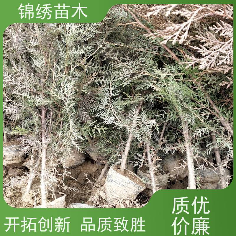 50-150公分容器侧柏苗无病虫害管理 品种优点 毛细根粗壮发达 绿化用