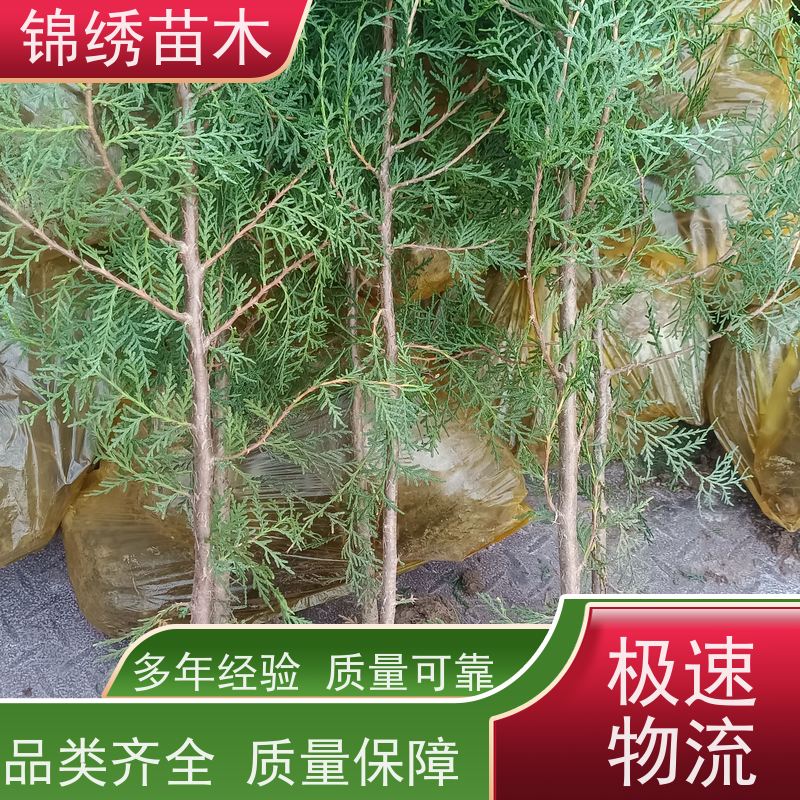 万亩田苗圃 侧柏苗 侧柏树苗大小苗木 具有抗旱耐贫瘠等特性 基地供应