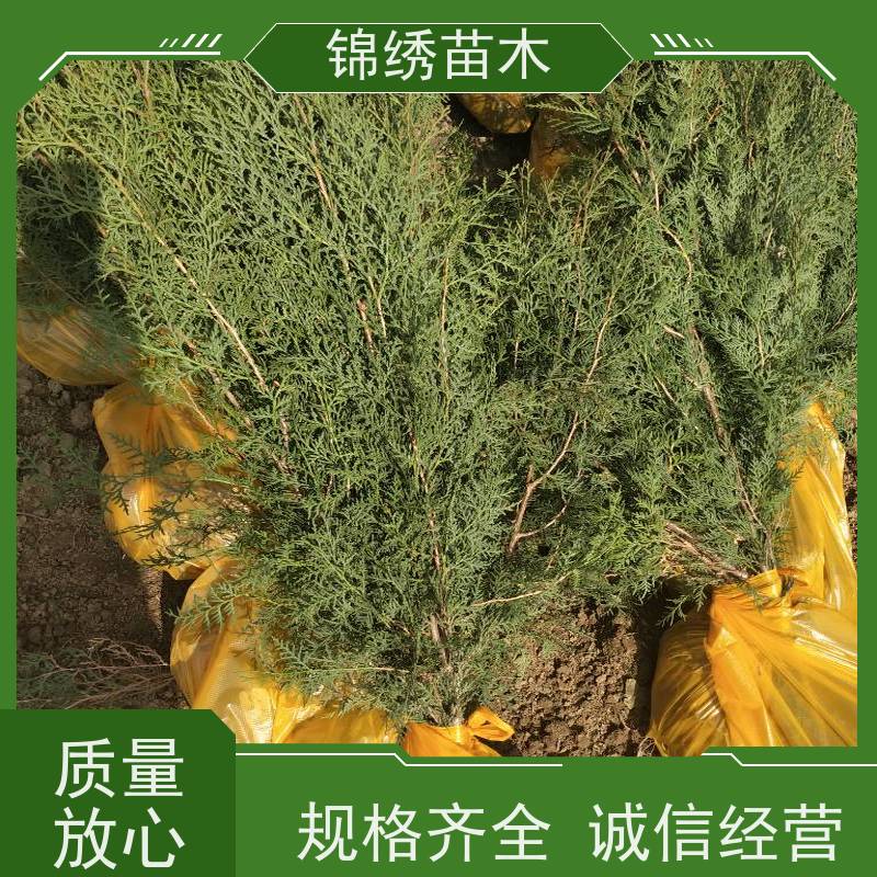 侧柏苗产地批发 四季常青荒山城市绿化 工程专用侧柏树苗 规格多选