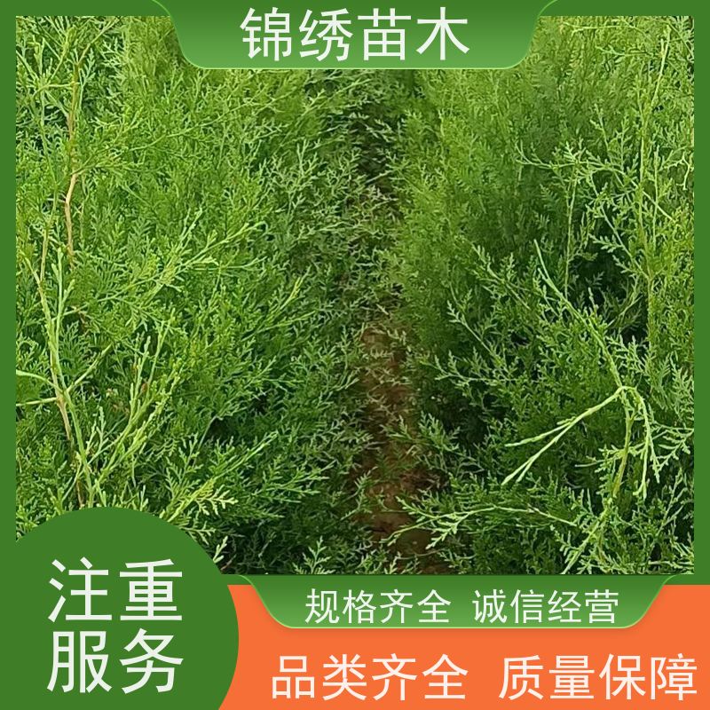 营养袋侧柏 荒山防护林侧柏树营养钵侧柏苗 绿化种植基地侧柏树苗子