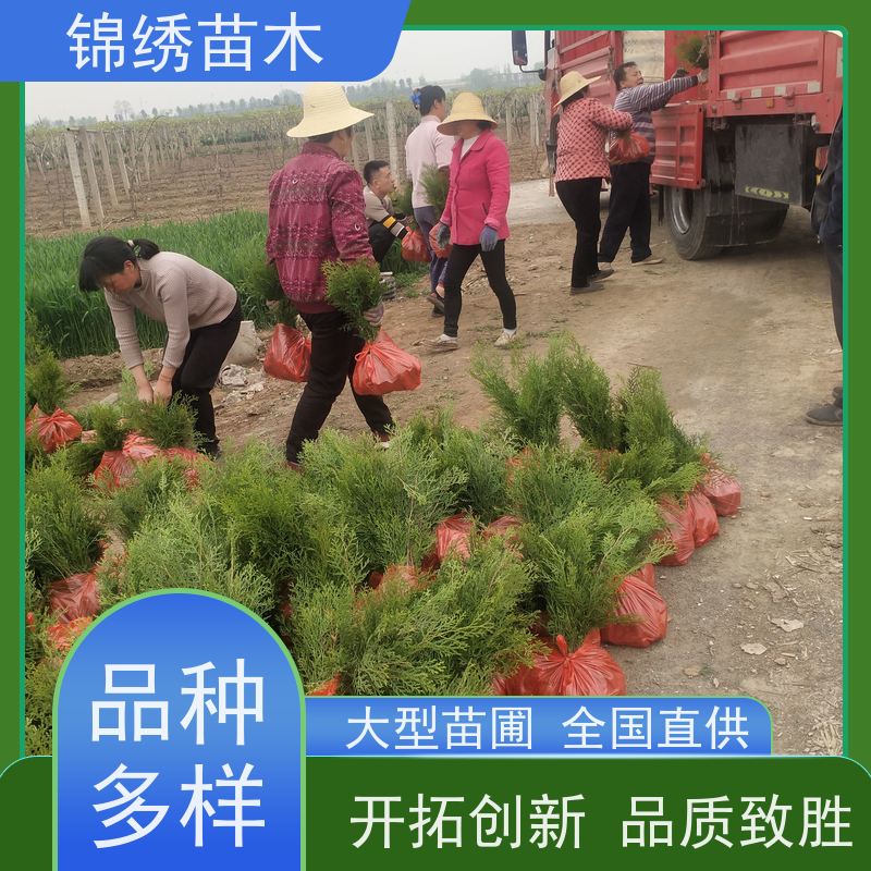 扁柏 耐寒城市绿化树种侧柏苗 荒山道路种植防护侧柏树苗 规格齐全