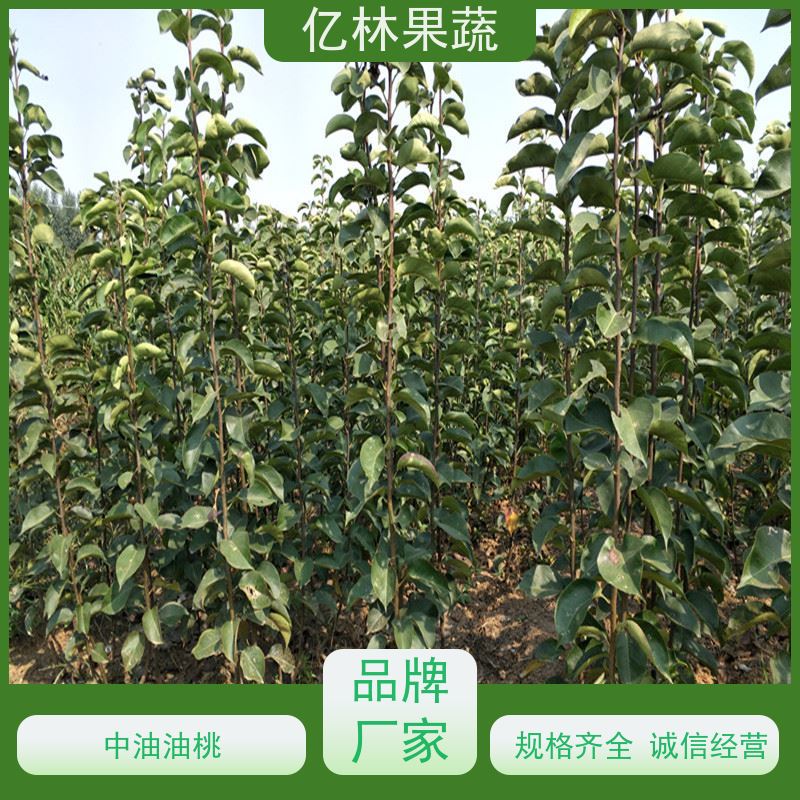 基地供应 果实饱满味道好 南北方种植 香酥梨果树 绿宝石梨树苗