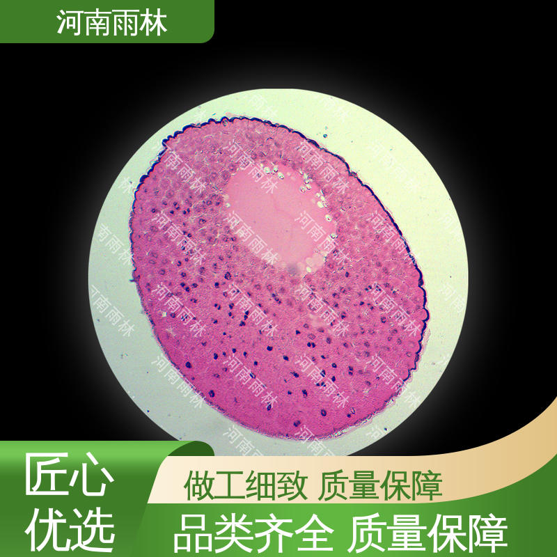 雨林教育工程 支持定做 售后无忧 教学切片 质量保障