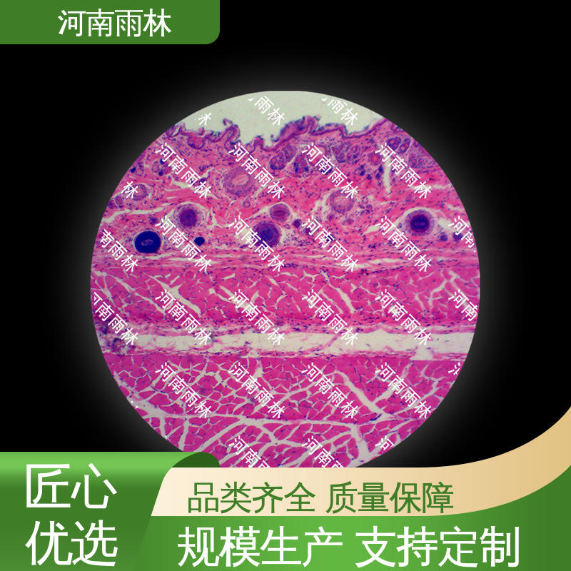 支持定制 质量保障 性价比高 植物标本 雨林教育工程