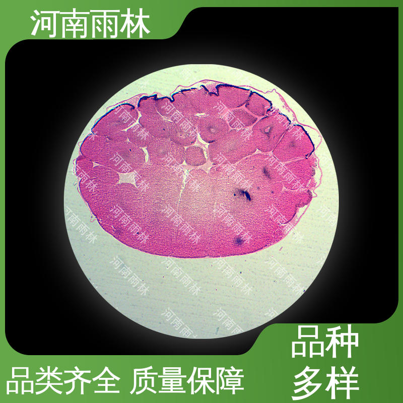雨林教育 质量保障 性价比高 厂家销售 生物切片