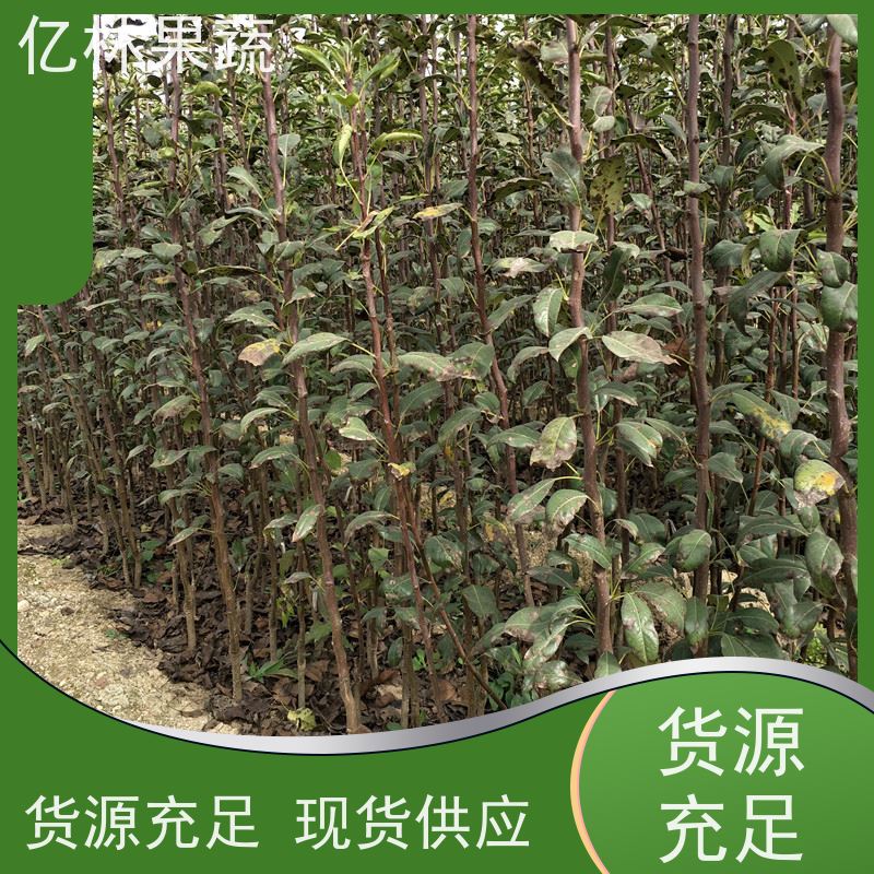 基地供应 金二十世纪树苗 果实饱满味道好 新农酥梨 现挖现发