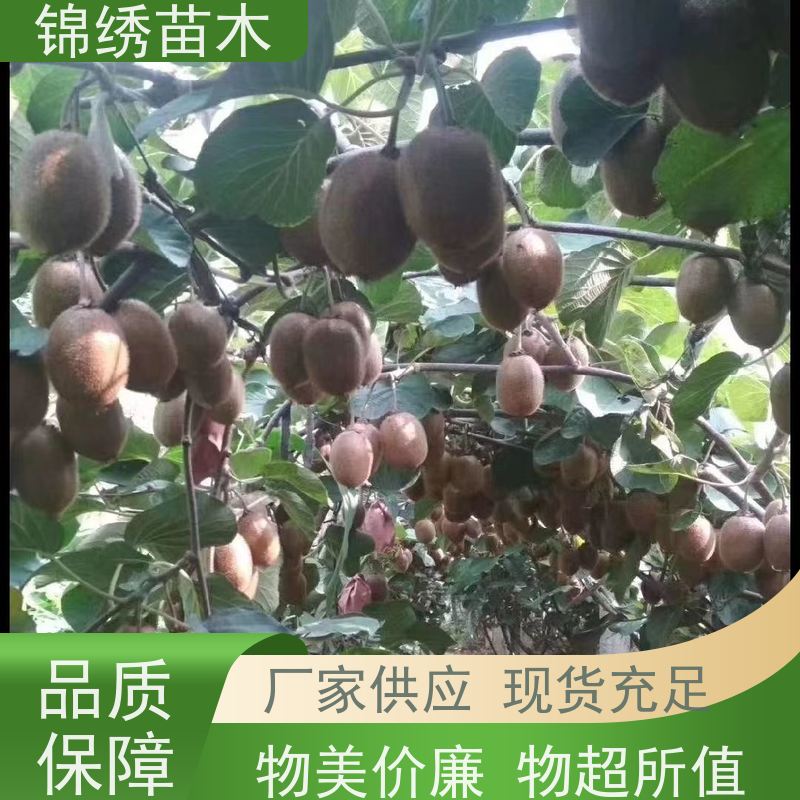 绿心瑞玉金福 黄心猕猴桃 奇异果新鲜采摘 多汁多C 时令水果 纯甜不酸