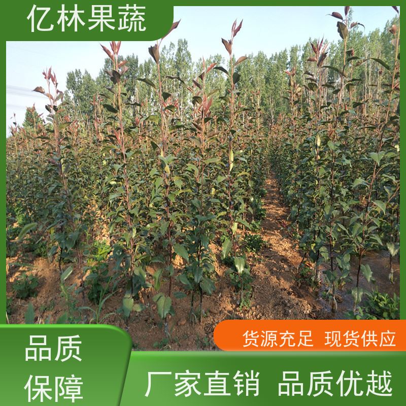 亿林苗木 根系饱满成活率高 三公分现挖现发 品种齐全 红星梨树苗