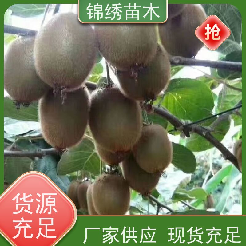 海沃德徐香翠香 猕猴桃硬果催软即食 新鲜纯甜孕妇水果绿心奇异果