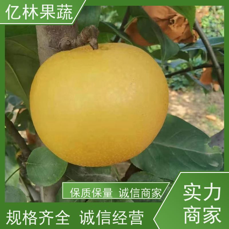 基地培育 黄桃苗 盆栽地栽庭院桃树苗苗 果实饱满味道好