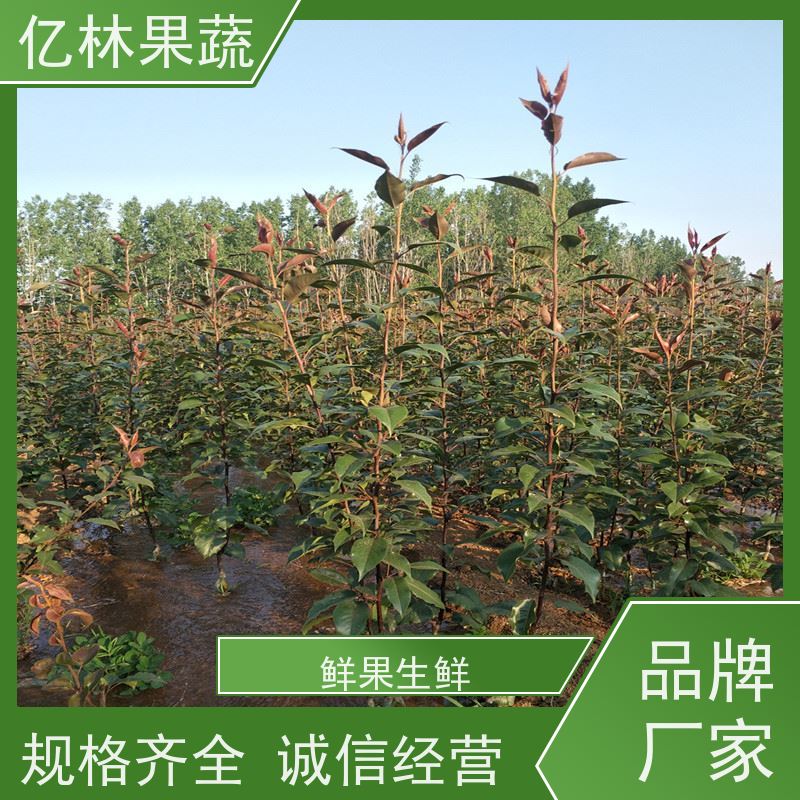 基地供应 桃树苗 三公分现挖现发 品种齐全 成活率高