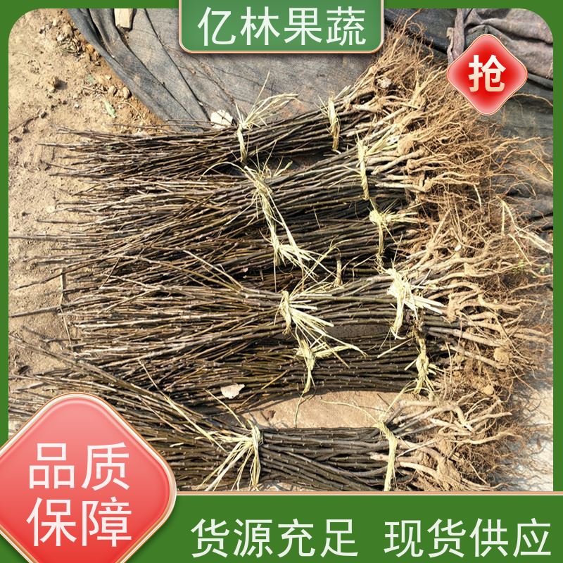 基地培育 秋彤桃 园林绿化果树苗 抗寒能力强 果实饱满味道好