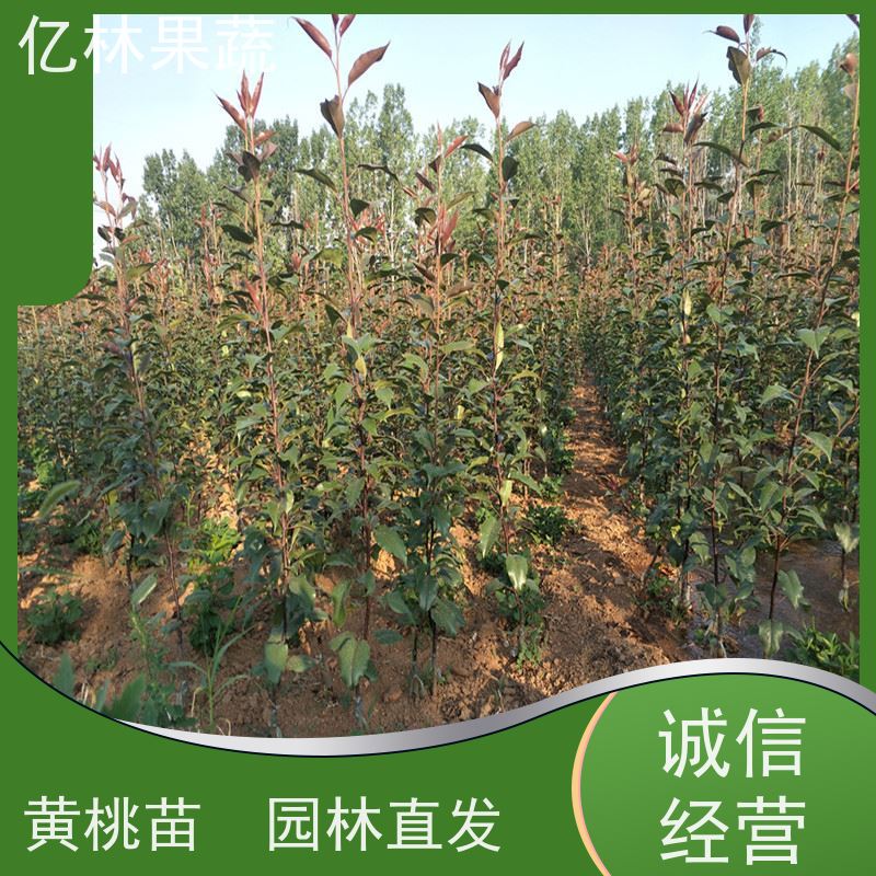 亿林苗木 油桃苗 新品种挑苗 香甜可口 果实饱满味道好