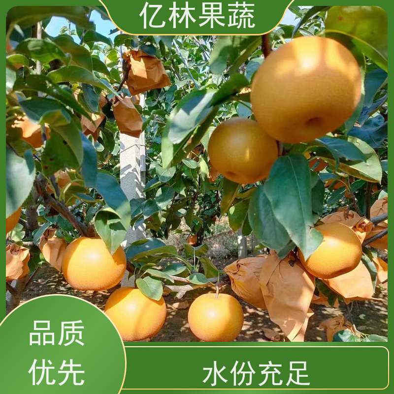 基地供应 园林嫁接桃苗 现挖现发 口感香甜 成活率高